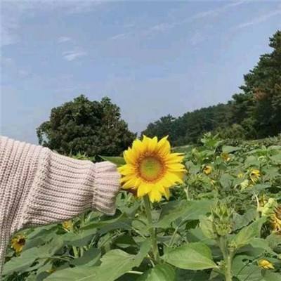 灵魂潮汐bilibili版下载